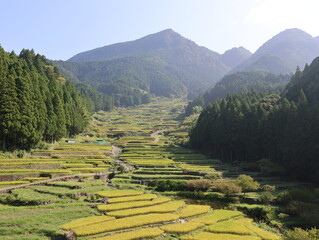 四谷千枚田、夏の早朝の風景