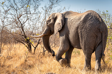 The African bush elephant, Loxodonta africana, also known as the African savanna elephant. Kruger...