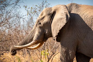 The African bush elephant, Loxodonta africana, also known as the African savanna elephant. Kruger...