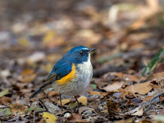 地面に降りてエサを探しているルリビタキの雄
