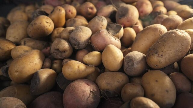 Bad spoiled potatoes, wireworm eaten, unhealthy vegetables. Rotten harvest.