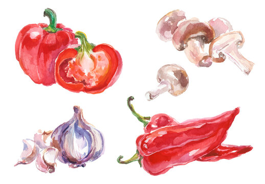 Watercolor painted collection of vegetables. Hand drawn fresh food design elements isolated on white background.
