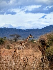 Giraffe, Kenia, Safari