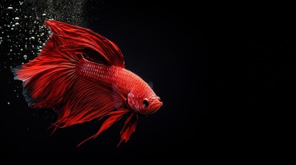 Stunning artistic piece depicting graceful crimson and gilded betta fish with delicate shimmering details over bold black canvas, exquisite decor for spacious hall. Realistic photograph,