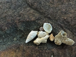 Beauty of Nature in Sea Fragments: Shells, Corals, and Rocks on a Rocky Surface