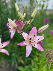 Pink lilies 