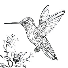 Obraz premium hummingbird bird 