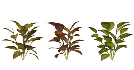 Four different types of green plants isolated on a black background.