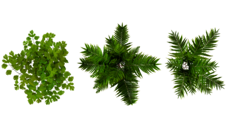 Aerial View of Three Lush Green Trees with Detailed Foliage