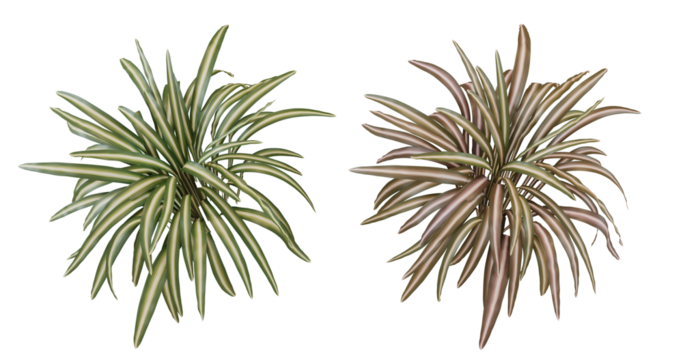 Top View of Two Spider Plants in Green and Red Color Variations