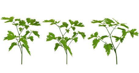 Fresh Green Parsley Sprigs Isolated on Black Background
