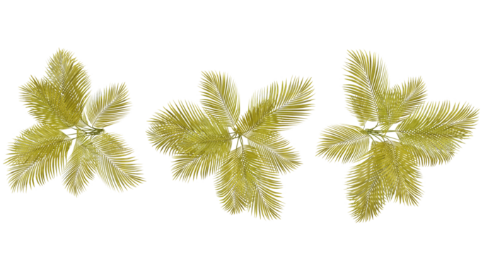 Three yellow flowers on black background, nature, spring, flora, botanical, plant