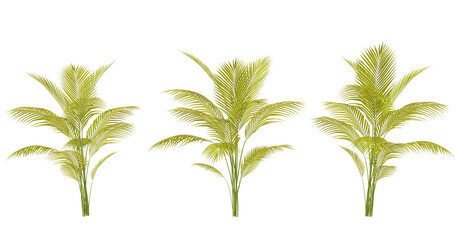 Three palm trees graphic illustration in green color on transparent background