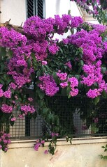 flowers in a garden