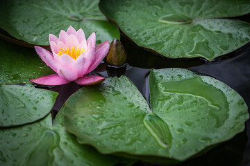 Seerose III © Josef Zingg