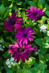 Radiant and Vibrant Purple Flowers Thrive Beautifully Amidst Lush Greenery All Around