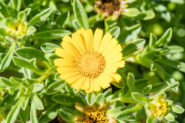 A Vibrant Yellow Flower Beautifully Stands Out Amidst Lush Green Foliage All Around
