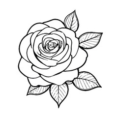 Rose illustration hand drawing