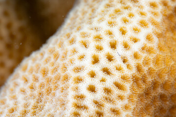 macro coral life under the sea