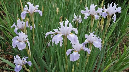 Fototapeta premium Iris confusa (bamboo iris)white and purple flower landscape background,