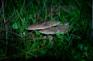 Fotografie miste, scattate in Sardegna. 