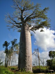 Baobab tree in Morondava, Madagascar