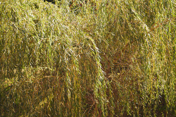 Wierzba, Salix L