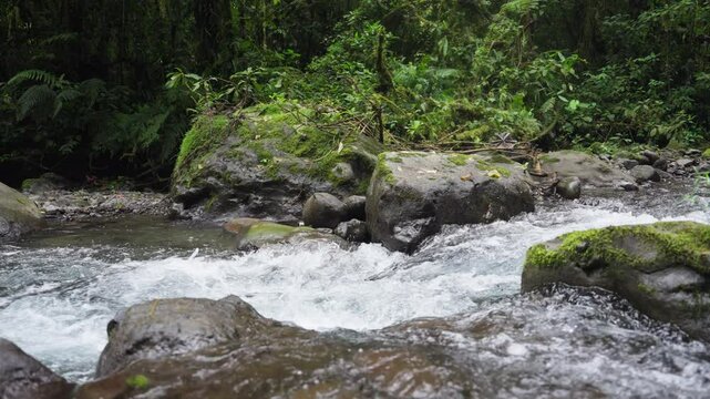 Corriente de r&iacute;o en c&aacute;mara lenta, rodeado de mucha vegetacion y musgo en el bosque lluvioso en la monta&ntilde;a