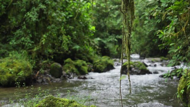 Musgo colcando en primer plano con el rio al fondo en c&aacute;mara lenta en el bosque tropical de Costa Rica