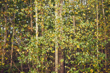 topoly,las  © Marcin Łazarczyk