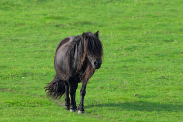 Brown shetland pony standing on green meadow