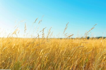 Fototapeta premium Grassland Meadow A wide view of a vast