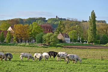Fototapeta premium Tournai, antica fattoria nella campagna belga con bestiame e mucche al pascolo al tramonto, Fiandre - Belgio 