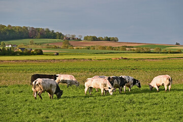 Fototapeta premium Tournai, antica fattoria nella campagna belga con bestiame e mucche al pascolo al tramonto, Fiandre - Belgio 
