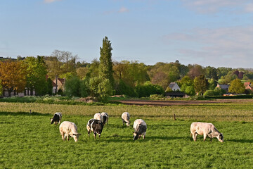 Obraz premium Tournai, antica fattoria nella campagna belga con bestiame e mucche al pascolo al tramonto, Fiandre - Belgio 