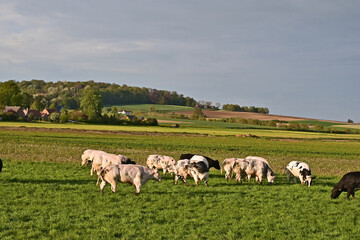 Obraz premium Tournai, antica fattoria nella campagna belga con bestiame e mucche al pascolo al tramonto, Fiandre - Belgio 