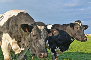 Tournai, antica fattoria nella campagna belga con bestiame e mucche al pascolo al tramonto, Fiandre - Belgio	