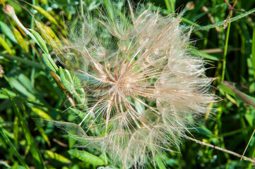 close-up: fluffy hairy achenes of common salsify