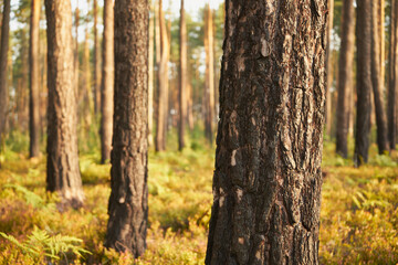 drzewo,las  © Marcin Łazarczyk