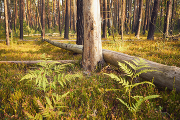 drzewa,wyrąb © Marcin Łazarczyk