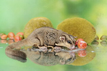 An adult sugar glider eats a ripe peanut butter fruit that has fallen to the ground. This mammal has the scientific name Petaurus breviceps.