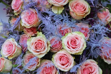 Beautiful pink rose on a green background. Close up.