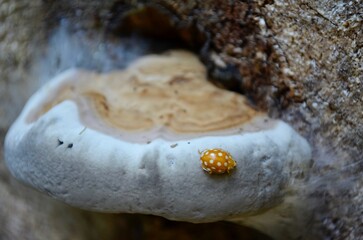 insect yellow bug crawling on a mushroom