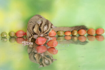 An adult sugar glider eats a ripe peanut butter fruit that has fallen to the ground. This mammal...