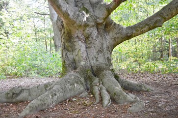 old massive tree trunk