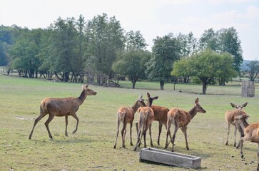 herd of deer in the reserve