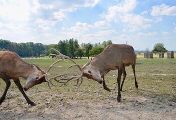 Obraz premium two deer collided with antlers. Wild deer on a green background in a deer park close-up. view of a deer in nature
