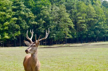 Close-up portrait of a deer. Wild deer on a green background in the park deer close-up.view of a deer in nature