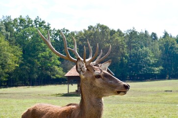 Close-up portrait of a deer. Wild deer on a green background in the park