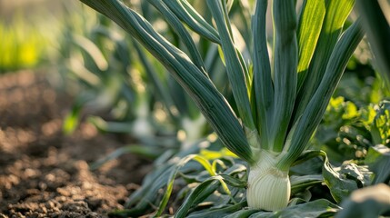 Obraz premium A Close Up of Leeks Growing on a Farm